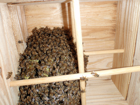 Honeybee02_20090525.jpg