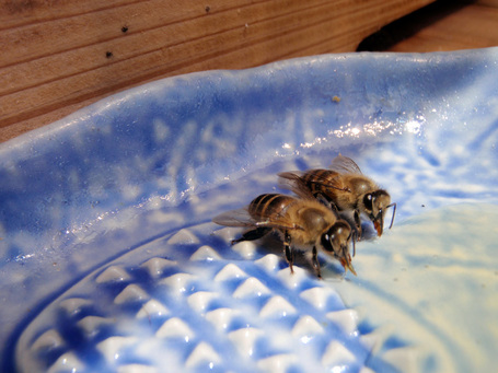 Honeybee20090428.jpg