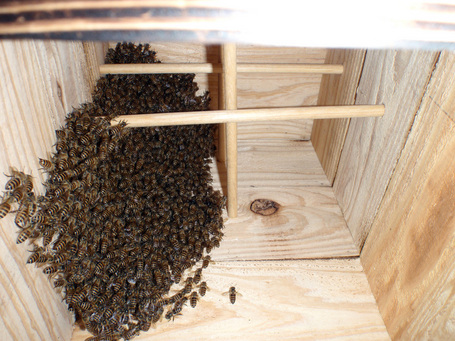 Honeybee2009051304.jpg