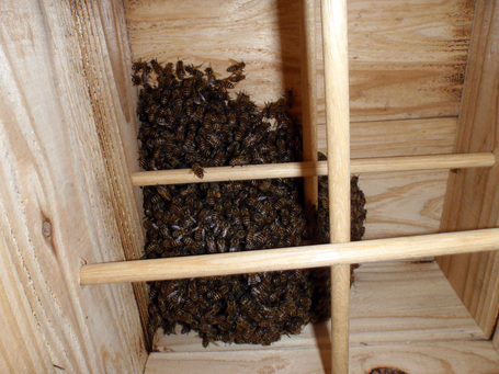 Honeybee20090514.jpg