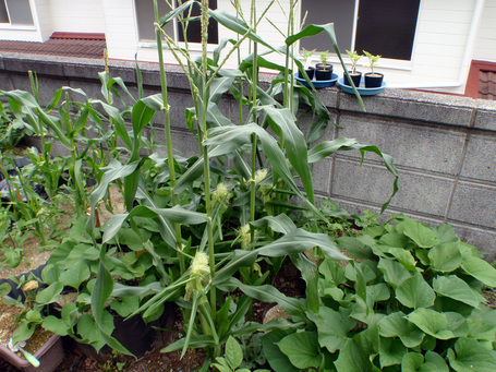corn20090627.jpg