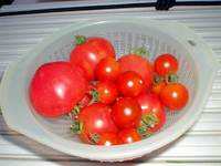 tomato2008071301.jpg